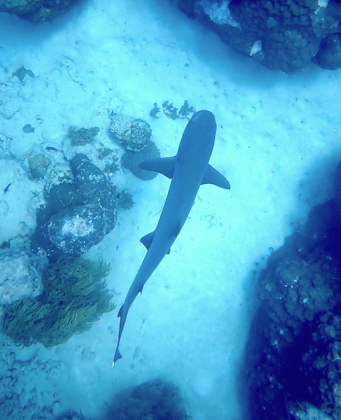 Whitetip reef shark swimming across the sand
