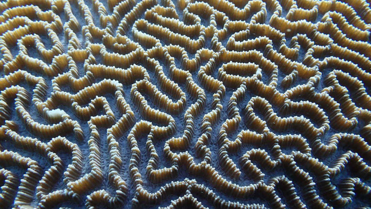 Clown Fish &  Sea Anemone - Marine Biology Consulting & Keynote Speaking