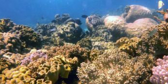 a wide shot of the reef including many different types of coral