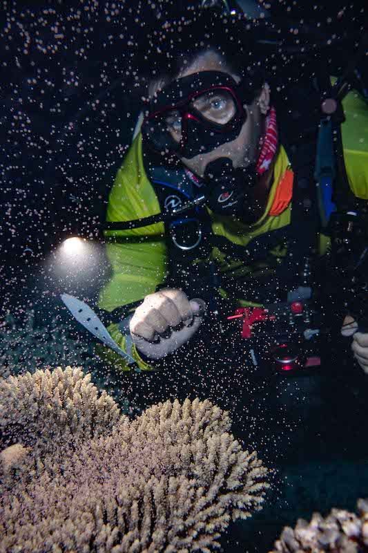 a researcher watching a branching coral spawn