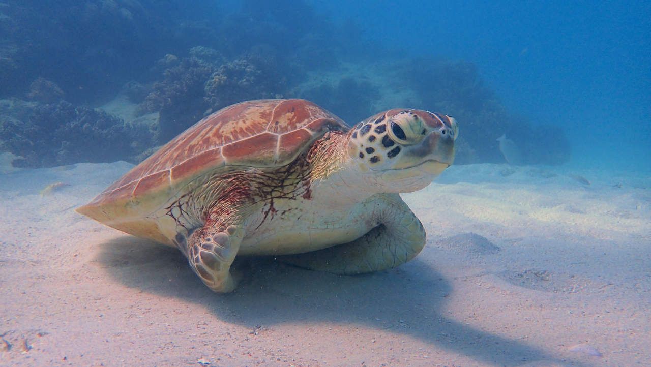 Loggerhead Turtle - Great Barrier Reef Research