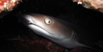 Whitetip reef shark hiding under overhang on the reef in shadow