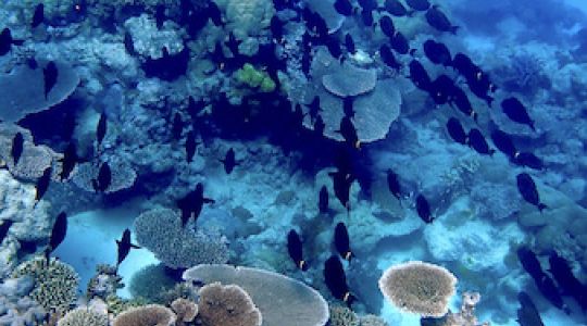 a school of surgeonfish swimming over coral